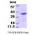 SDS-Page: Bag1 Protein [NBP1-41131] - BAG1, 25.9 kDa (230aa), confirmed by MALDI-TOF with a purity of 90% by SDS - PAGE